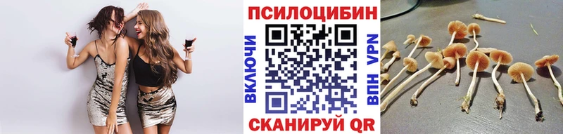 купить закладку  Грайворон  Псилоцибиновые грибы Cubensis 